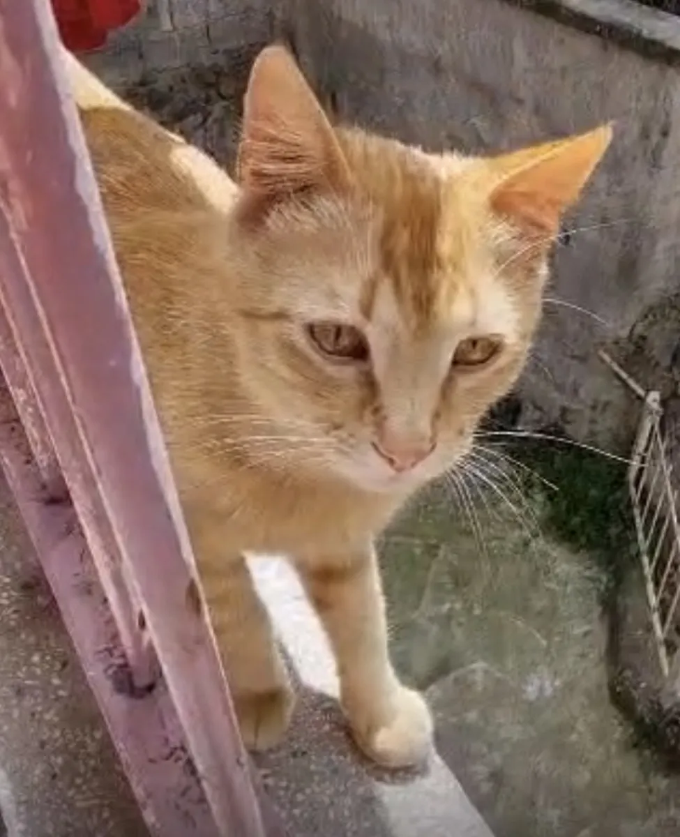 Sevimli sarmana yuva