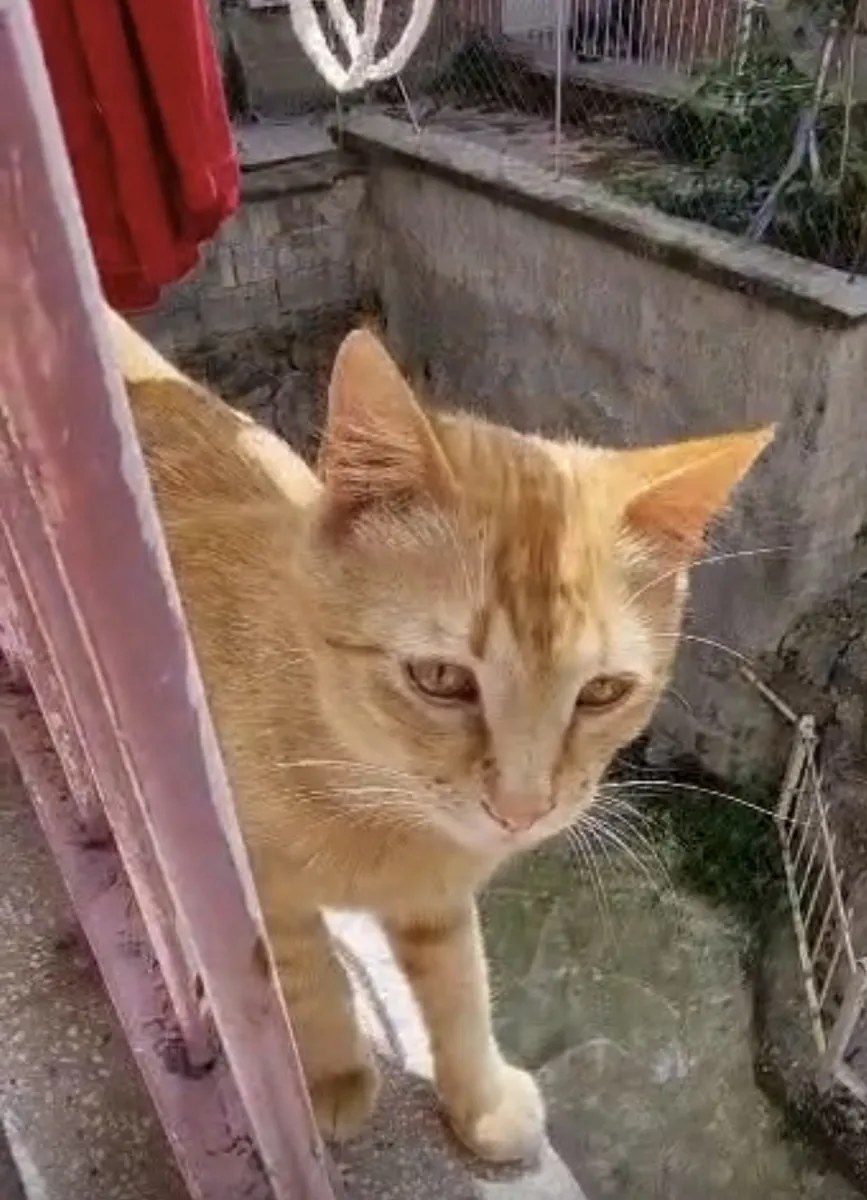 Sevimli sarmana yuva