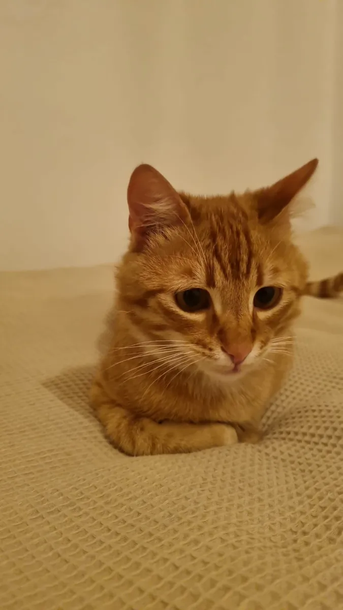 A home for a beautiful, handsome tabby cat.