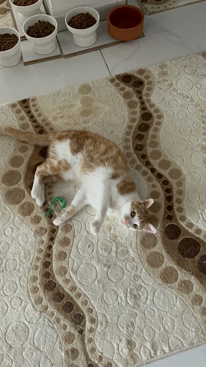 A home for the handsome protected boy.