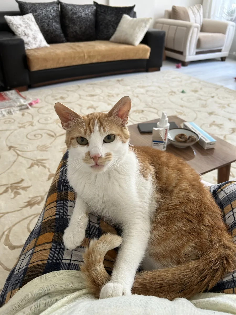 A home for the handsome protected boy.