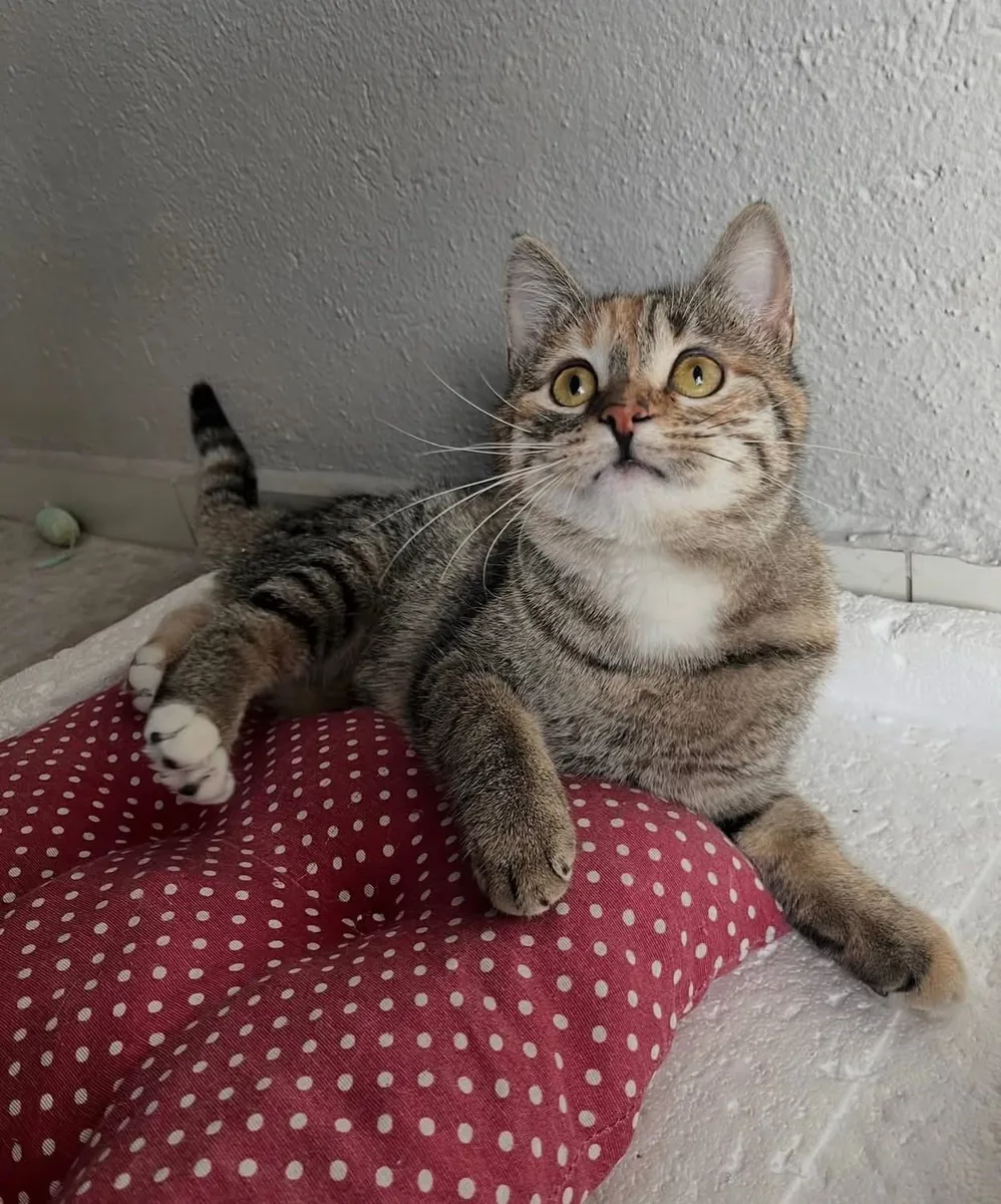 A forever home for the beautiful girl.