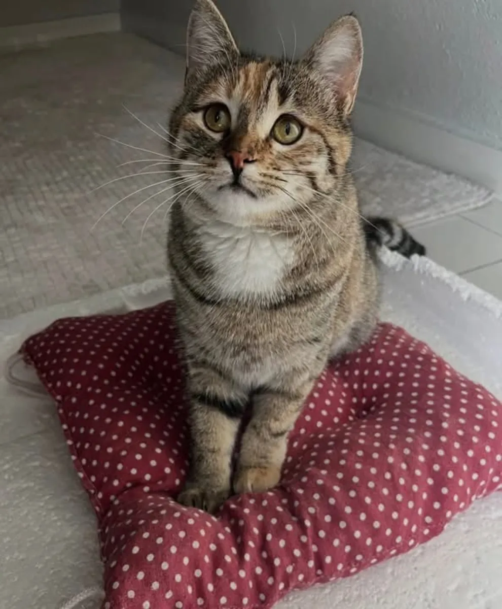 A forever home for the beautiful girl.