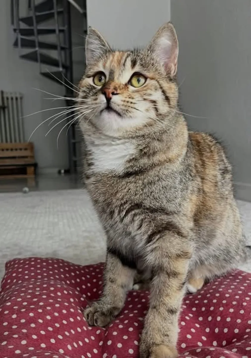 A forever home for the beautiful girl.