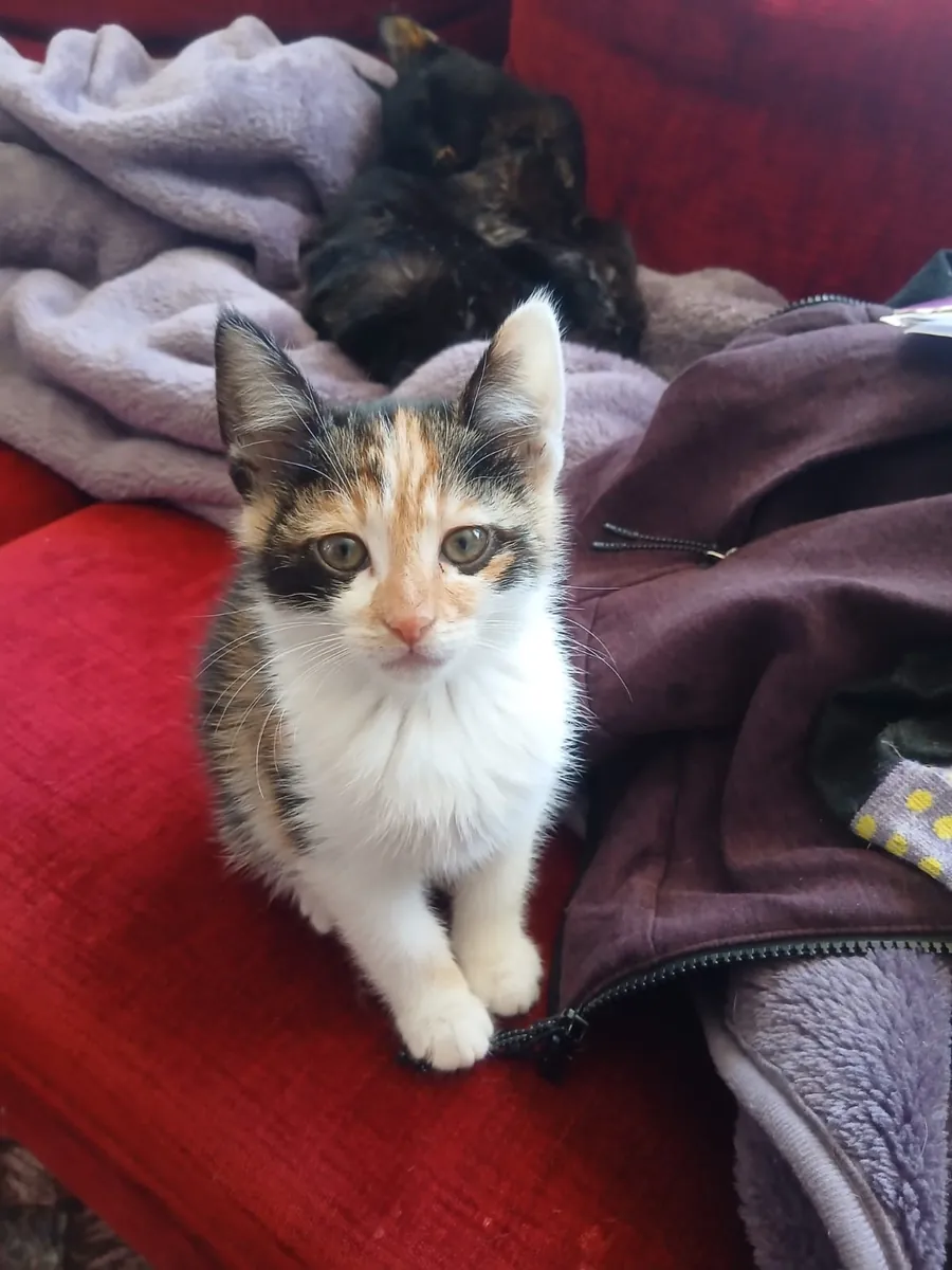 La petite fille cherche un foyer.