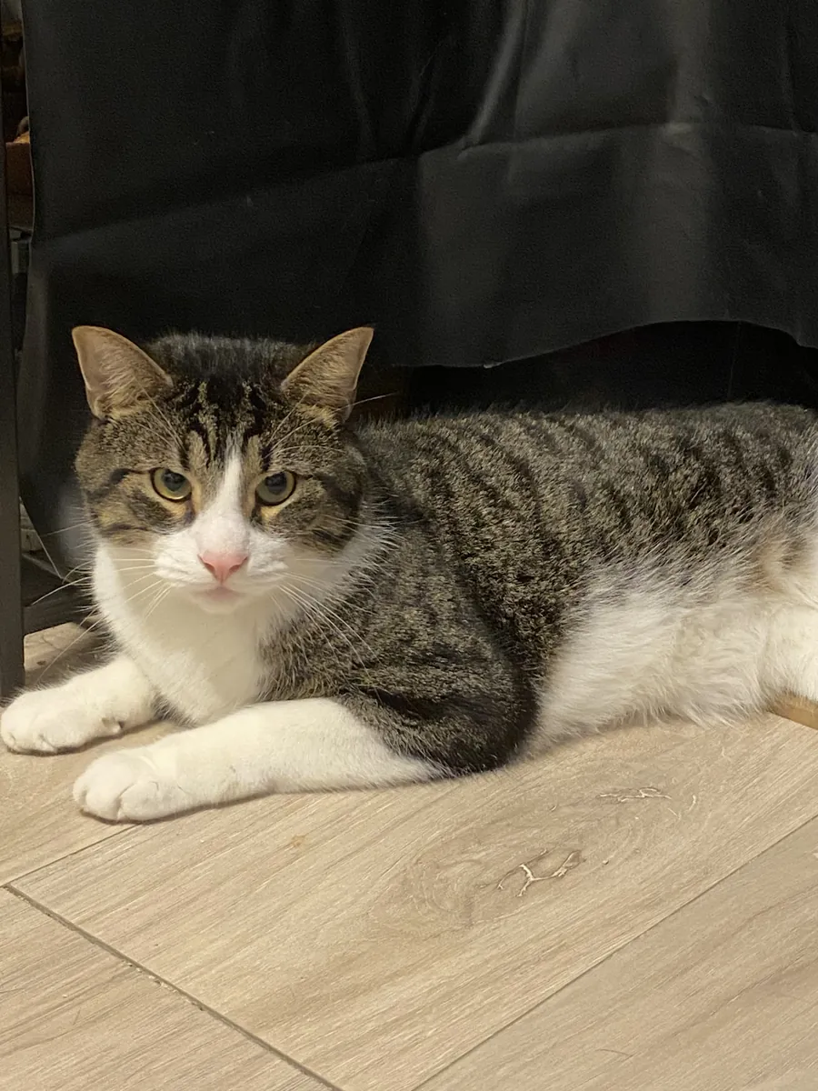 Cute tabby cat available