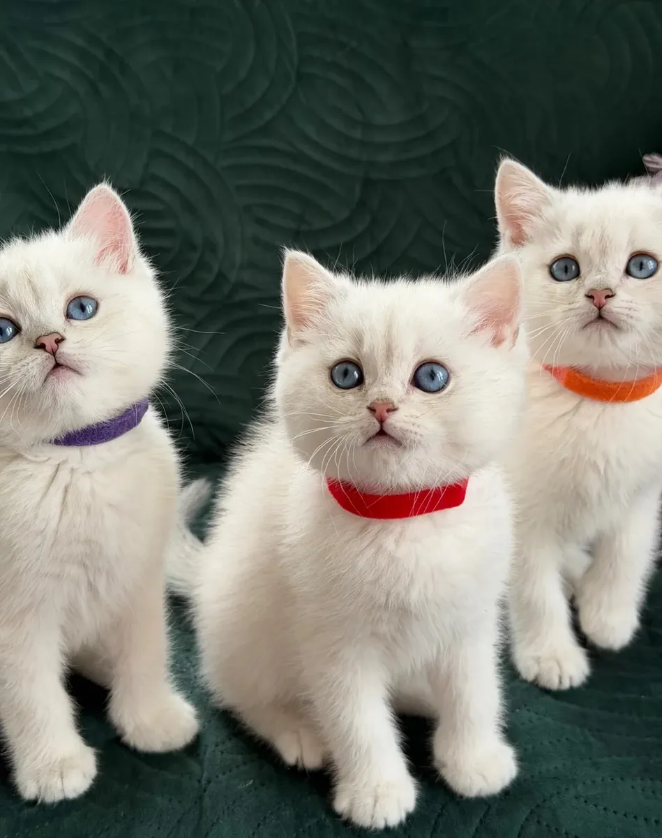 british shorthair kittens