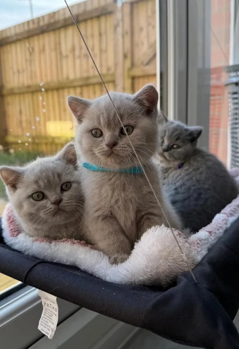 Chatons BSH de qualité supérieure à vendre