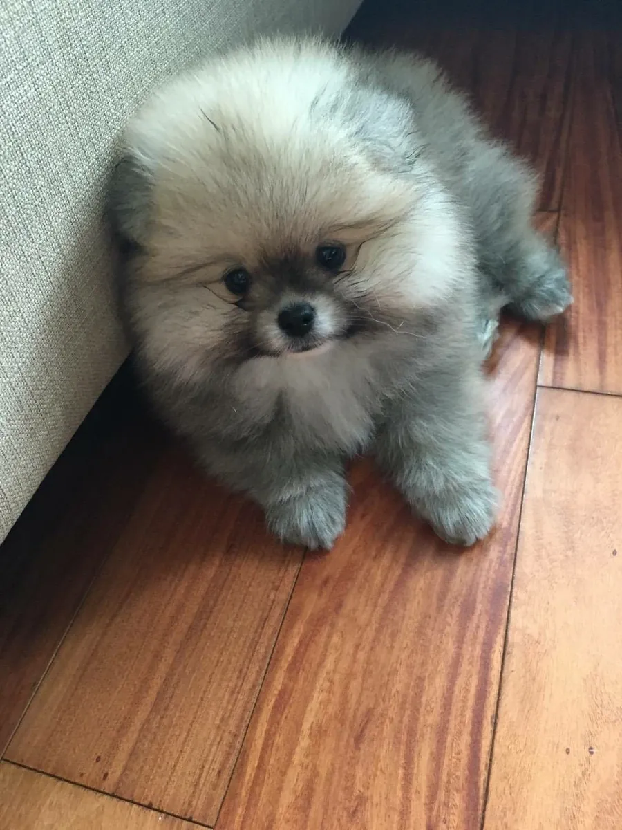 Pomeranian Sahiplendirme | Ev Ortamına Alışkın, Sosyal ve Sevecen