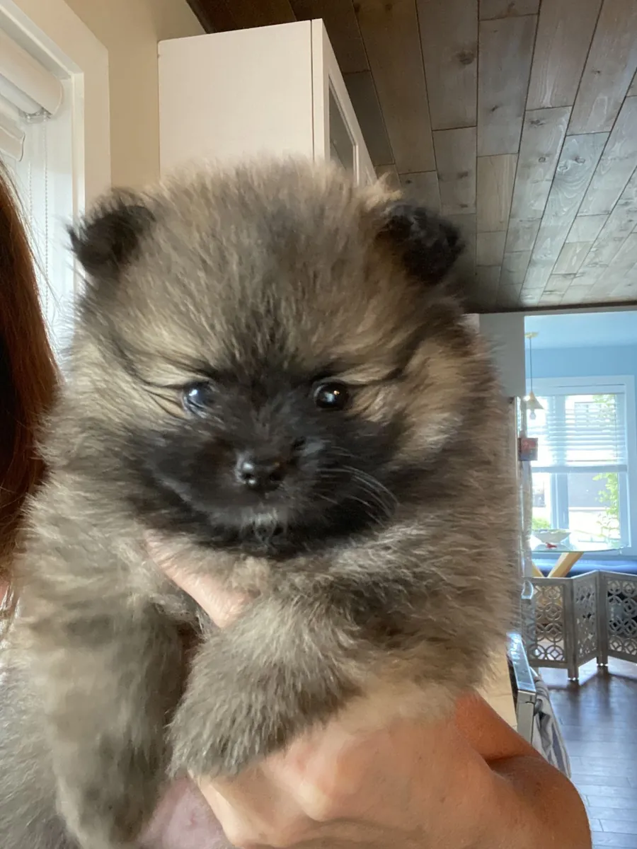 Pomeranian Sahiplendirme | Oyuncu Karakterli, Aile Yaşamına Uygun