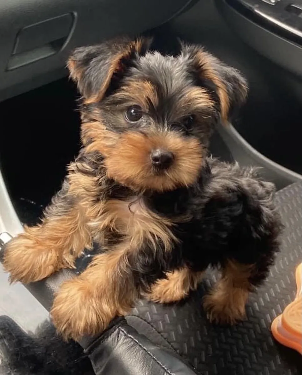 Yorkshire Terrier Satılık | Ev Ortamına Uygun, Zarif ve Sevecen