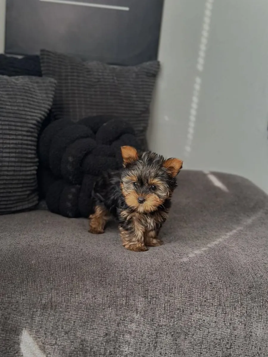 Yorkshire Terrier Satılık | Ev Ortamına Uygun, Zarif ve Sevecen