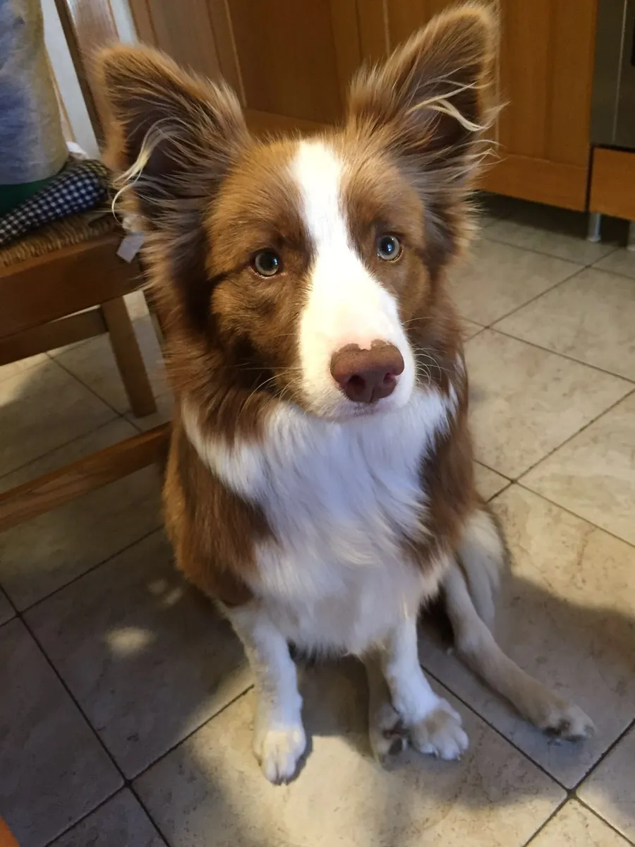 Border Collie Satılık | Zeki, Enerjik ve Eğitime Açık