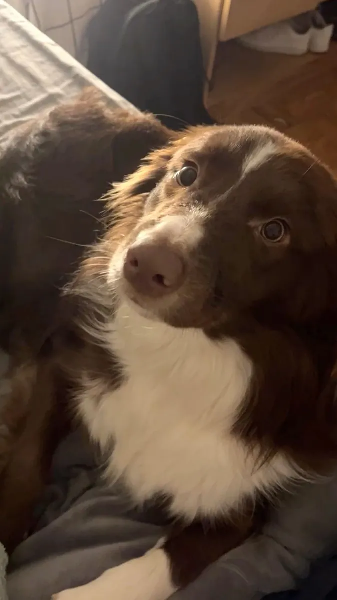 Border Collie Satılık | Zeki, Enerjik ve Eğitime Açık