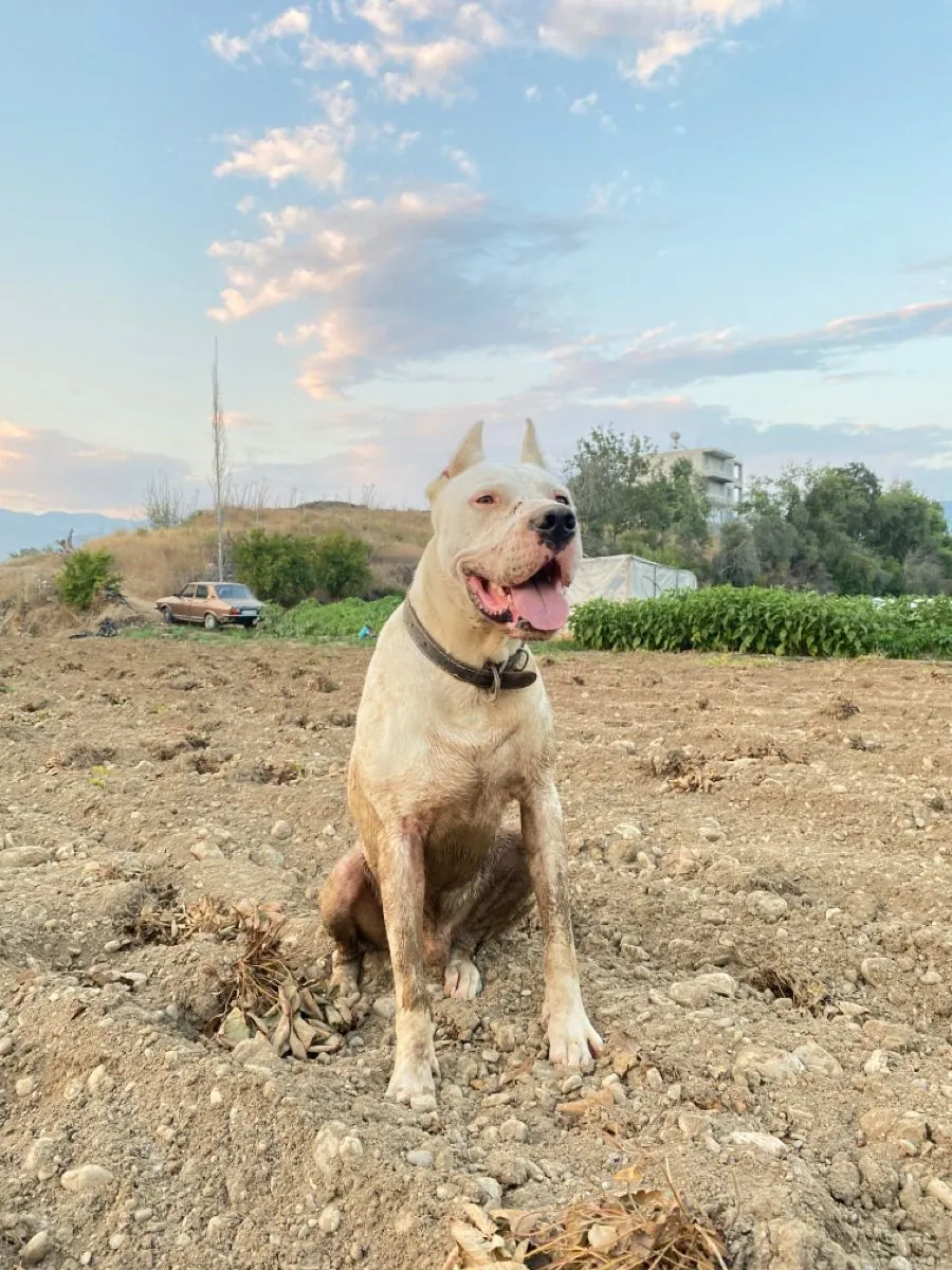 Dogo Argentino Satılık | Güçlü, Sadık ve Koruyucu