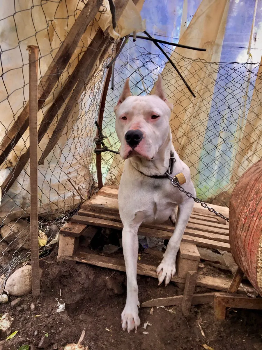 Dogo Argentino Satılık | Güçlü, Sadık ve Koruyucu