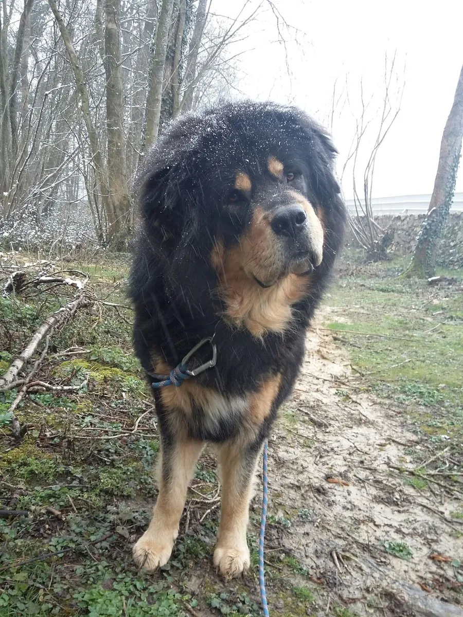 Tibetan Mastiff Satılık | İri Yapılı, Asil ve Doğal Koruyucu