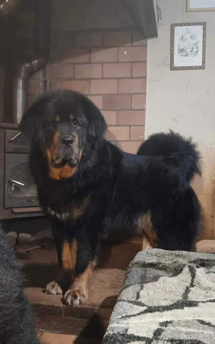 Tibetan Mastiff Satılık | İri Yapılı, Asil ve Doğal Koruyucu