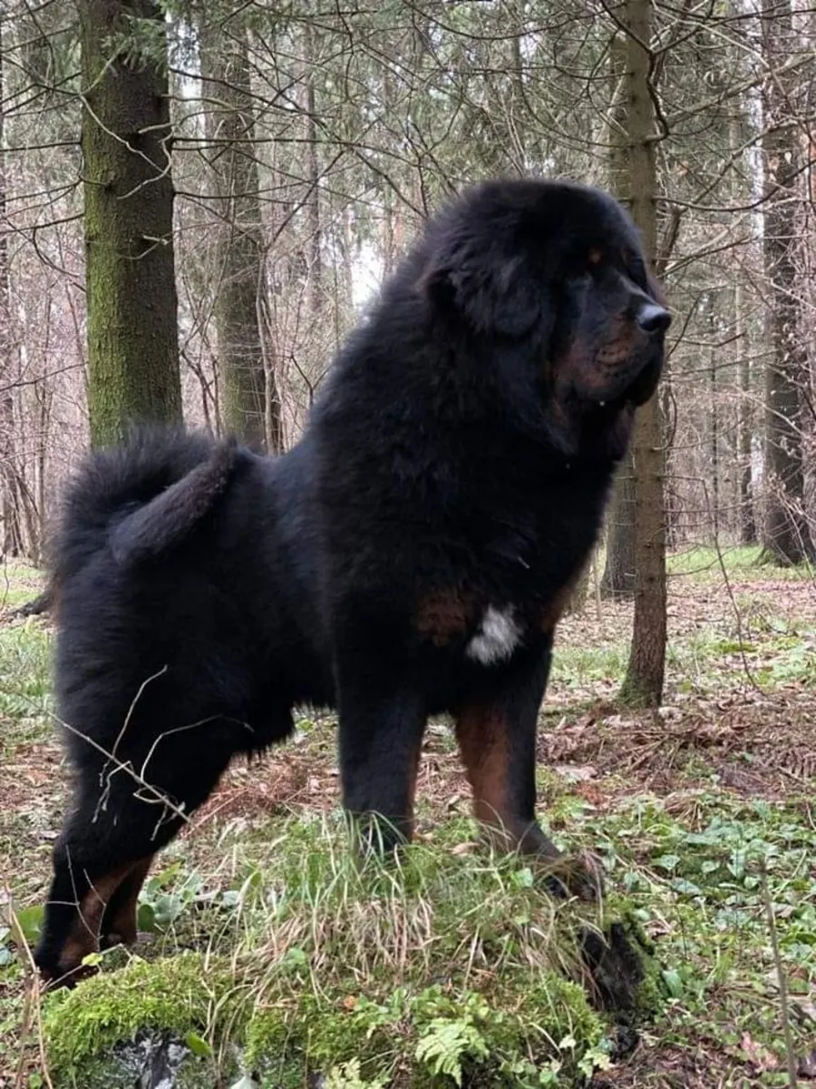 Tibetan Mastiff Satılık | İri Yapılı, Asil ve Doğal Koruyucu