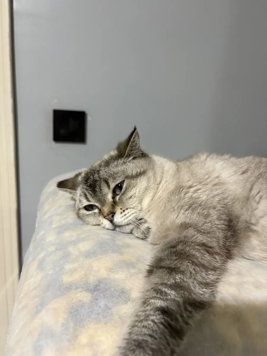 ÖMÜRLÜK YUVASINI ARIYOR: 4 YAŞINDA BRİTİSH SHORTHAIR