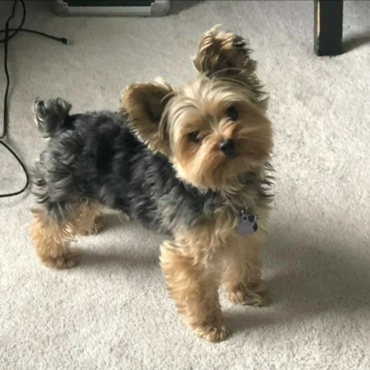 约克夏梗犬出售 | 体型小巧，优雅，非常适合公寓生活