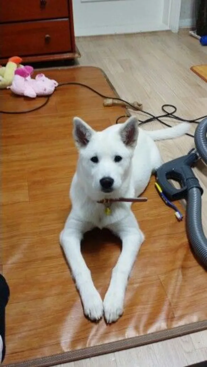 出售珍岛犬 | 忠诚、聪明、独立