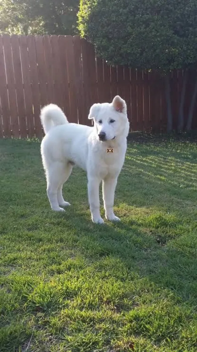 出售珍岛犬 | 忠诚、聪明、独立