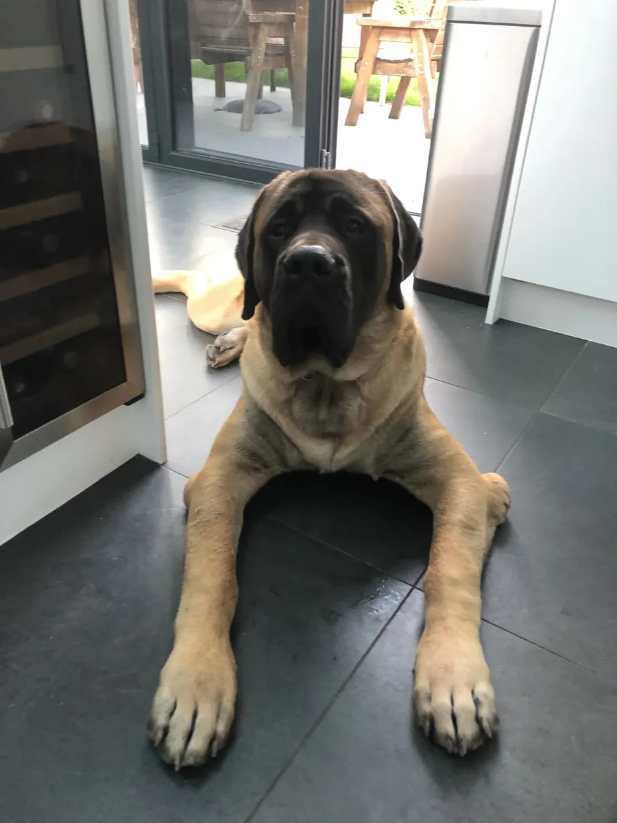 出售英国獒犬 | 强壮、温顺、顾家