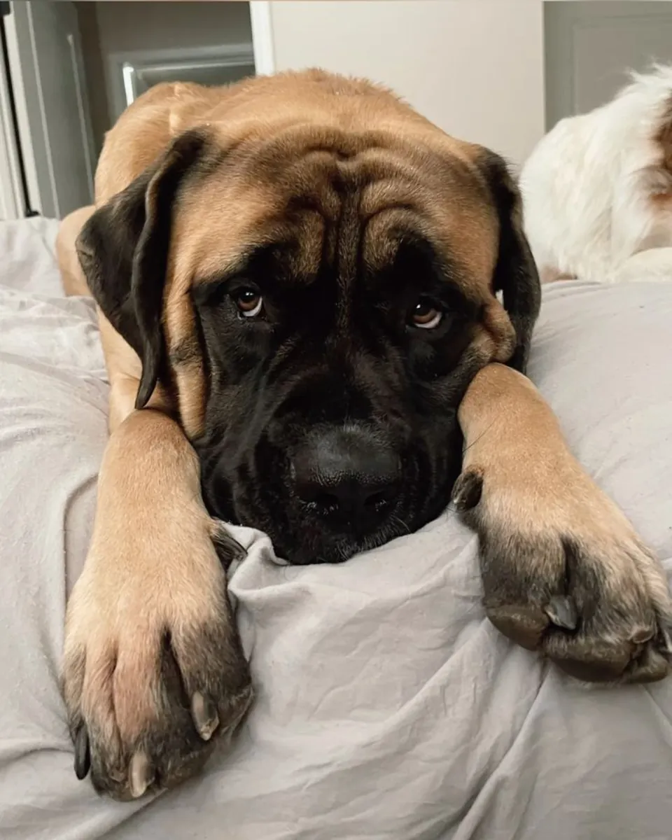 出售英国獒犬 | 强壮、温顺、顾家