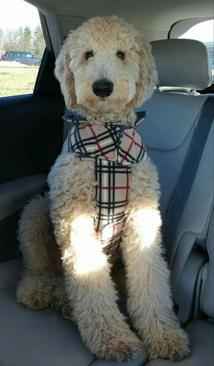 出售贵宾犬 | 聪明、掉毛少、易于训练