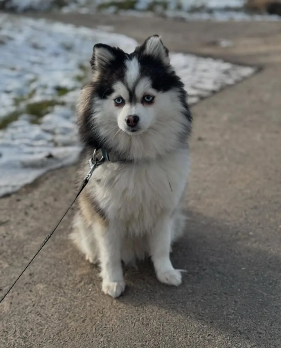 博美犬出售 | 体型娇小，个性十足