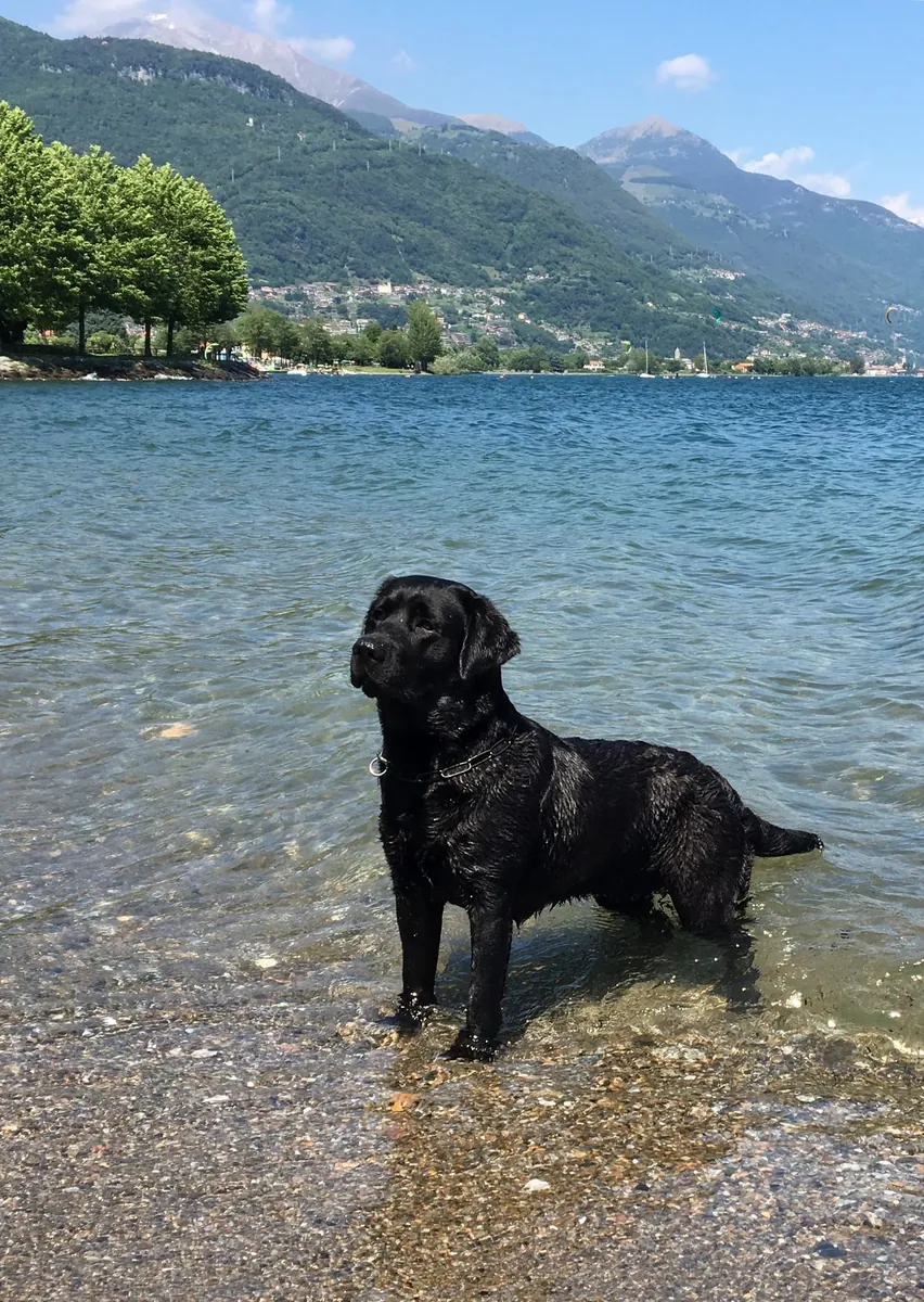 出售拉布拉多寻回犬 | 友善、聪明、适合家庭饲养