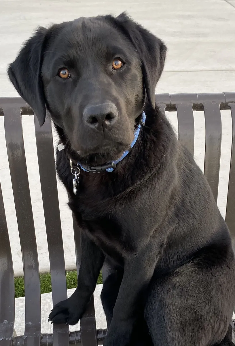 出售拉布拉多寻回犬 | 友善、聪明、适合家庭饲养