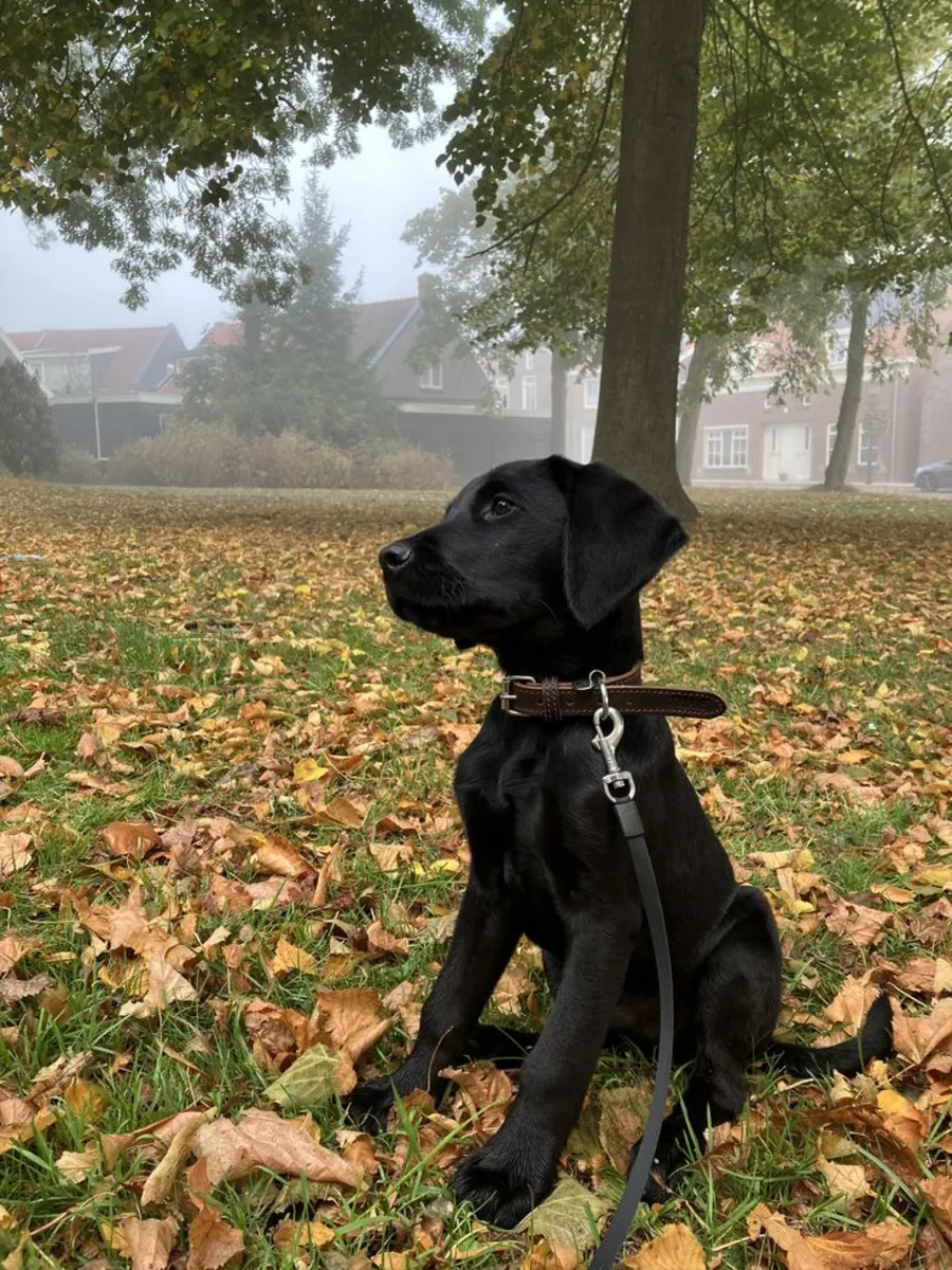 出售拉布拉多寻回犬 | 友善、聪明、适合家庭饲养