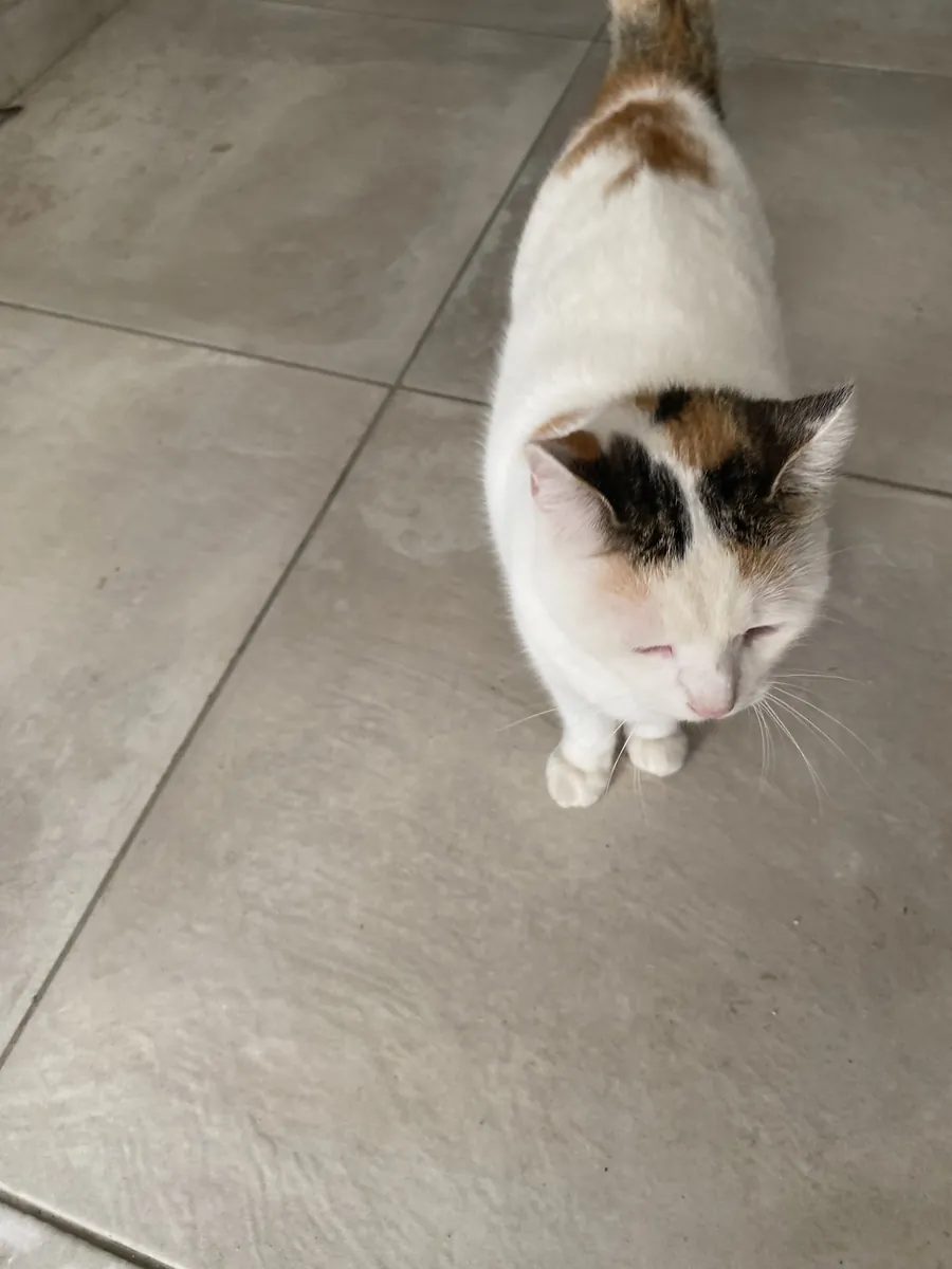 Urgent home for Pamuk girl