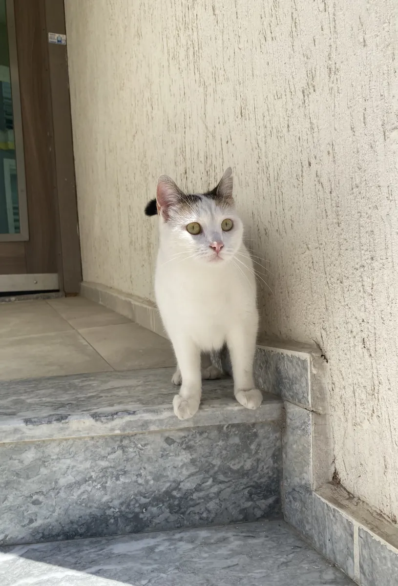 Urgent home for Pamuk girl