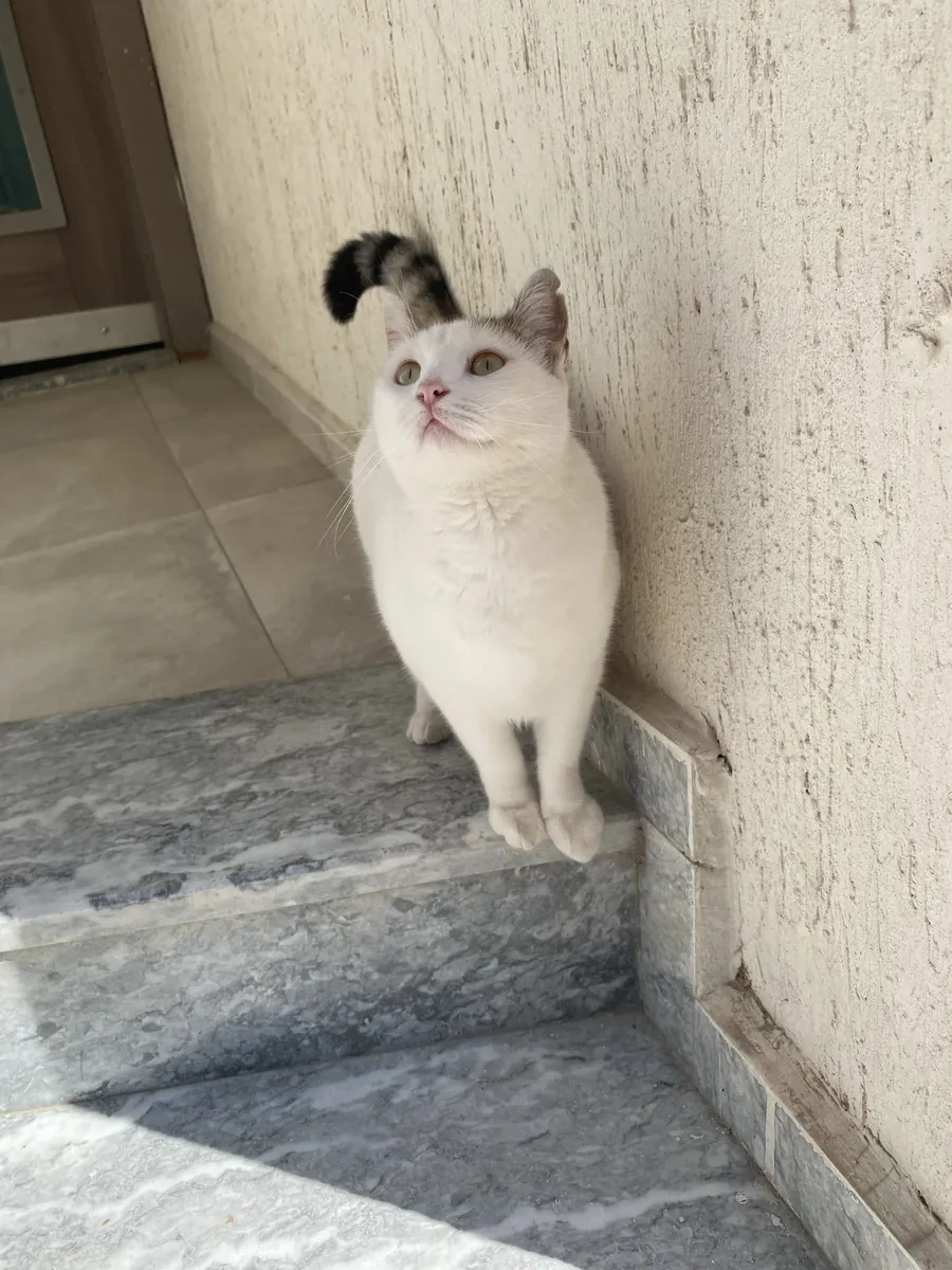 Urgent home for Pamuk girl