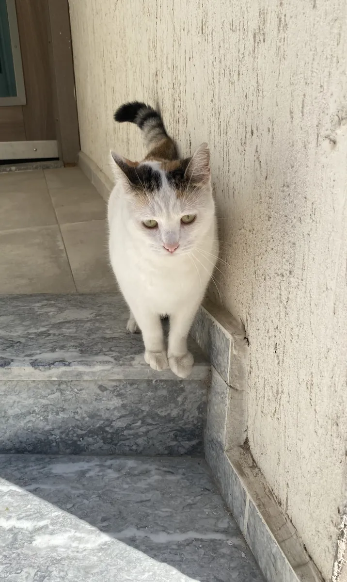 Urgent home for Pamuk girl
