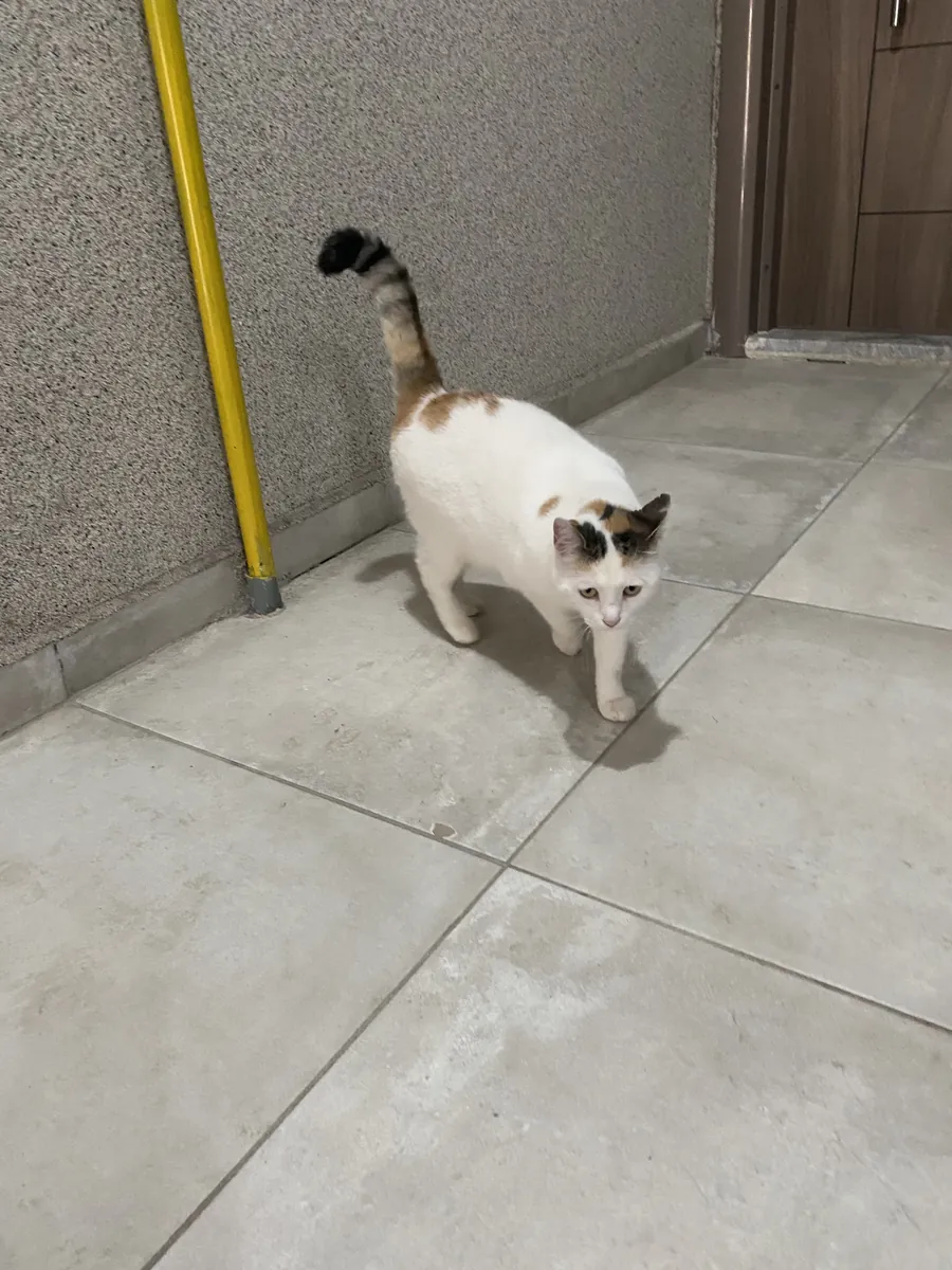 Urgent home for Pamuk girl