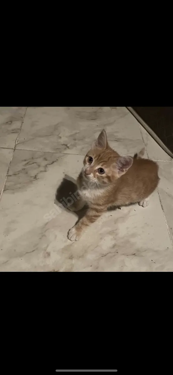 2,5 aylık erkek kedi 