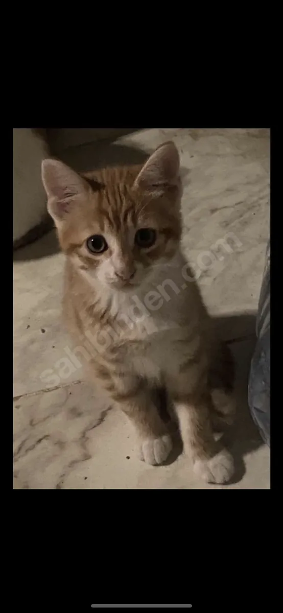 2,5 aylık erkek kedi 