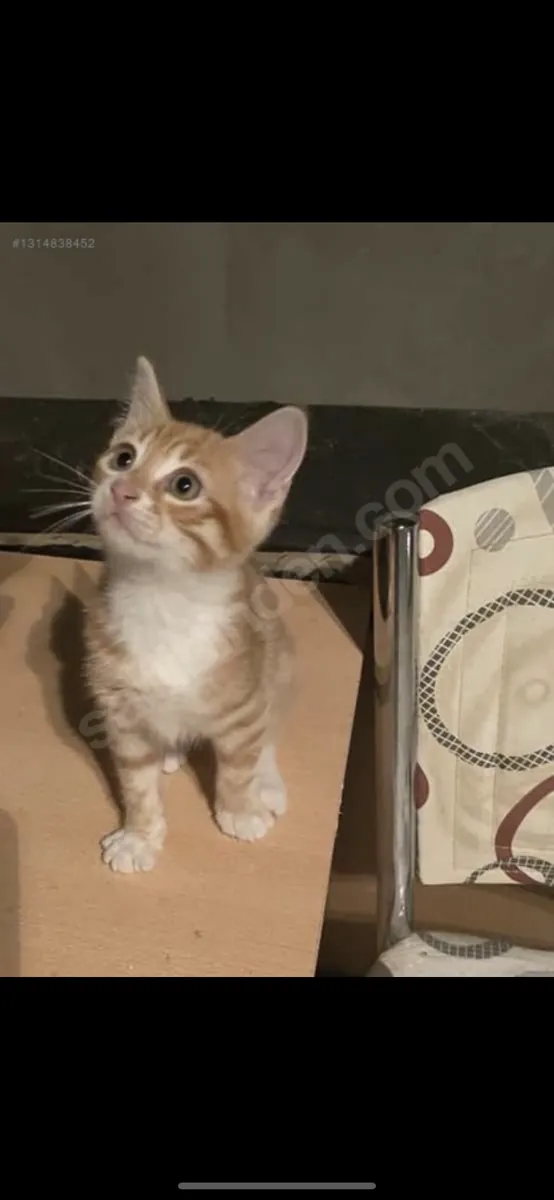 2,5 aylık erkek kedi 