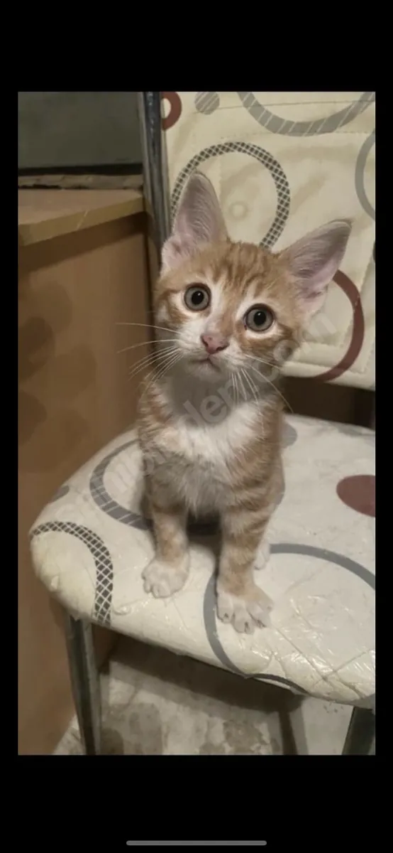 2,5 aylık erkek kedi 