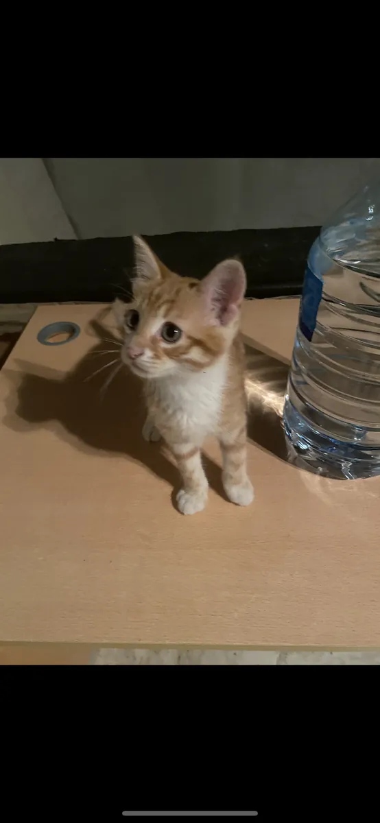 2,5 aylık erkek kedi 