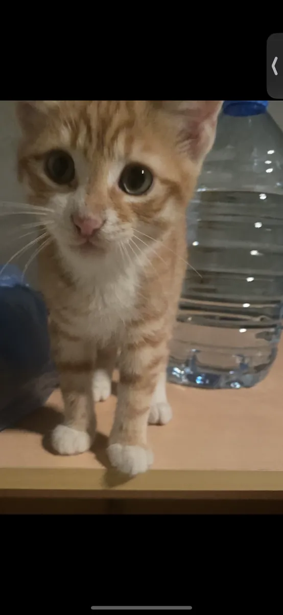2,5 aylık erkek kedi 