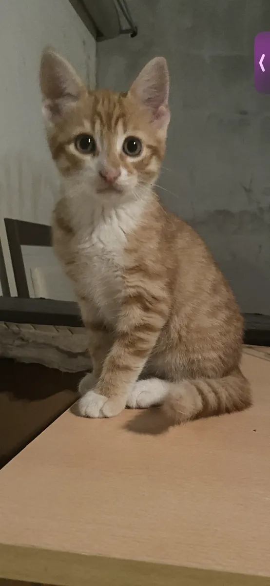 2,5 aylık erkek kedi 