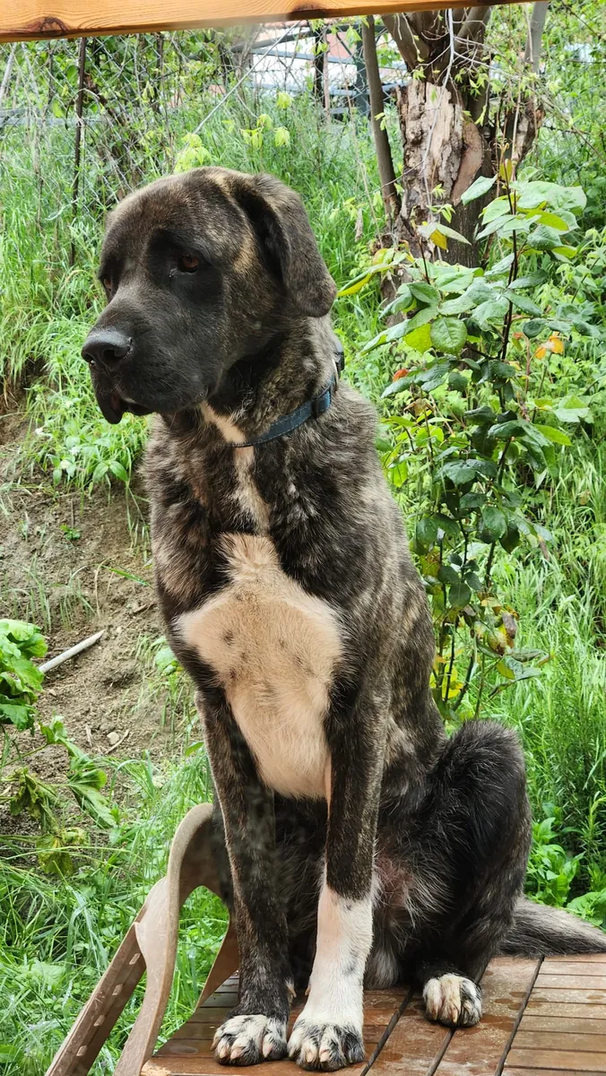 Kangal ile Presa Canario Melezi-Yeni Yuva Arıyoruz
