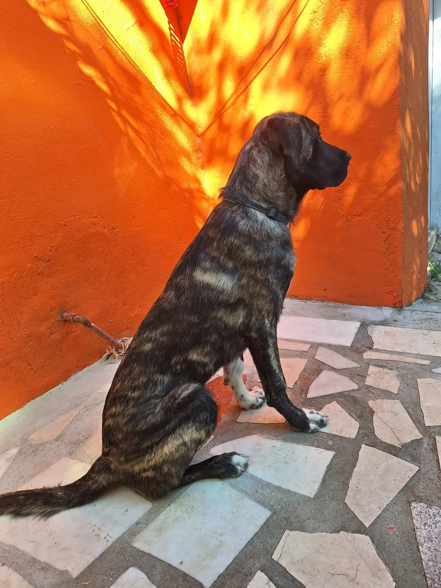 Kangal ile Presa Canario Melezi-Yeni Yuva Arıyoruz