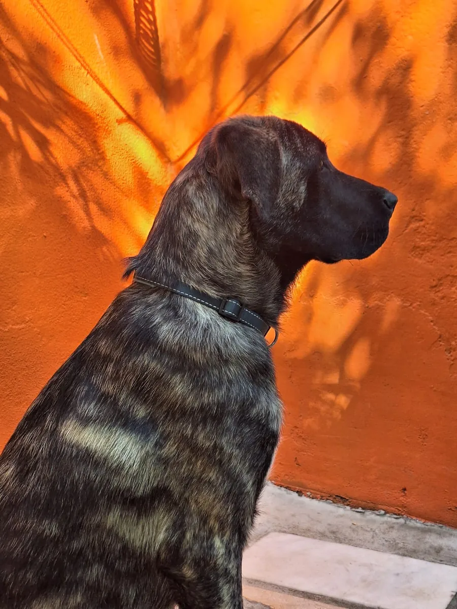 Kangal ile Presa Canario Melezi-Yeni Yuva Arıyoruz