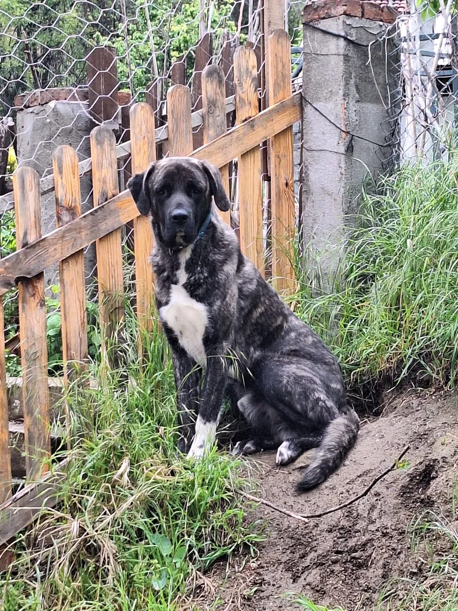 Kangal ile Presa Canario Melezi-Yeni Yuva Arıyoruz